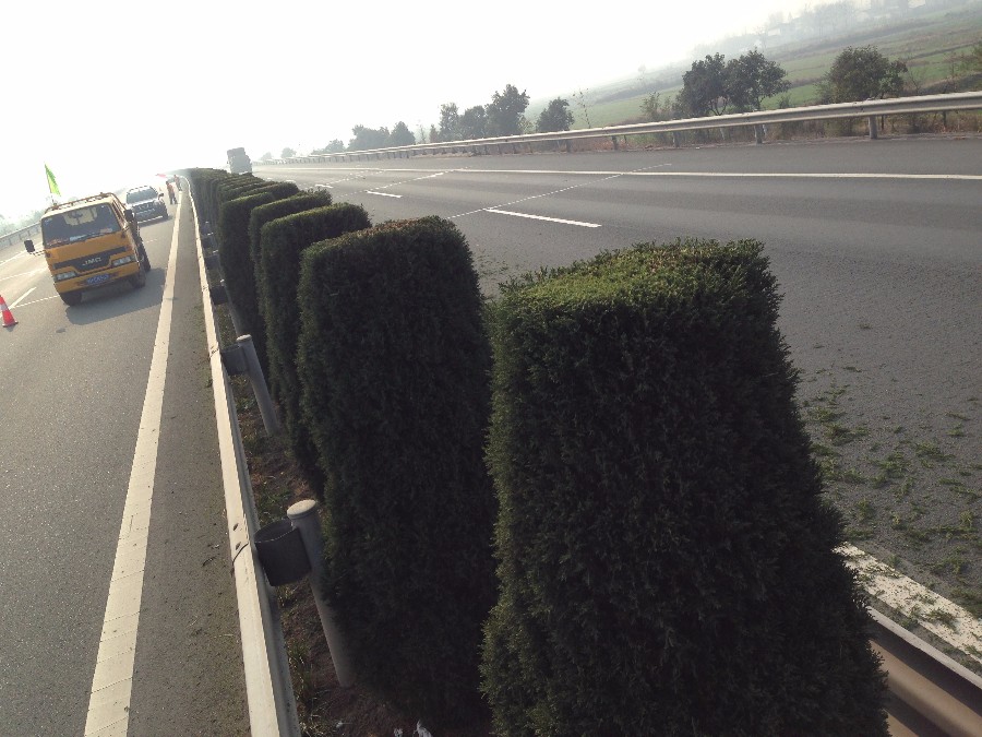 襄荊高速綠化養護